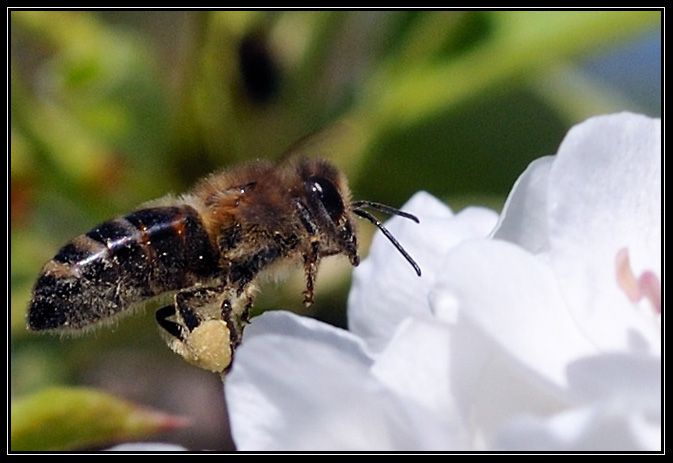 Abeille-avril_2009 (5)